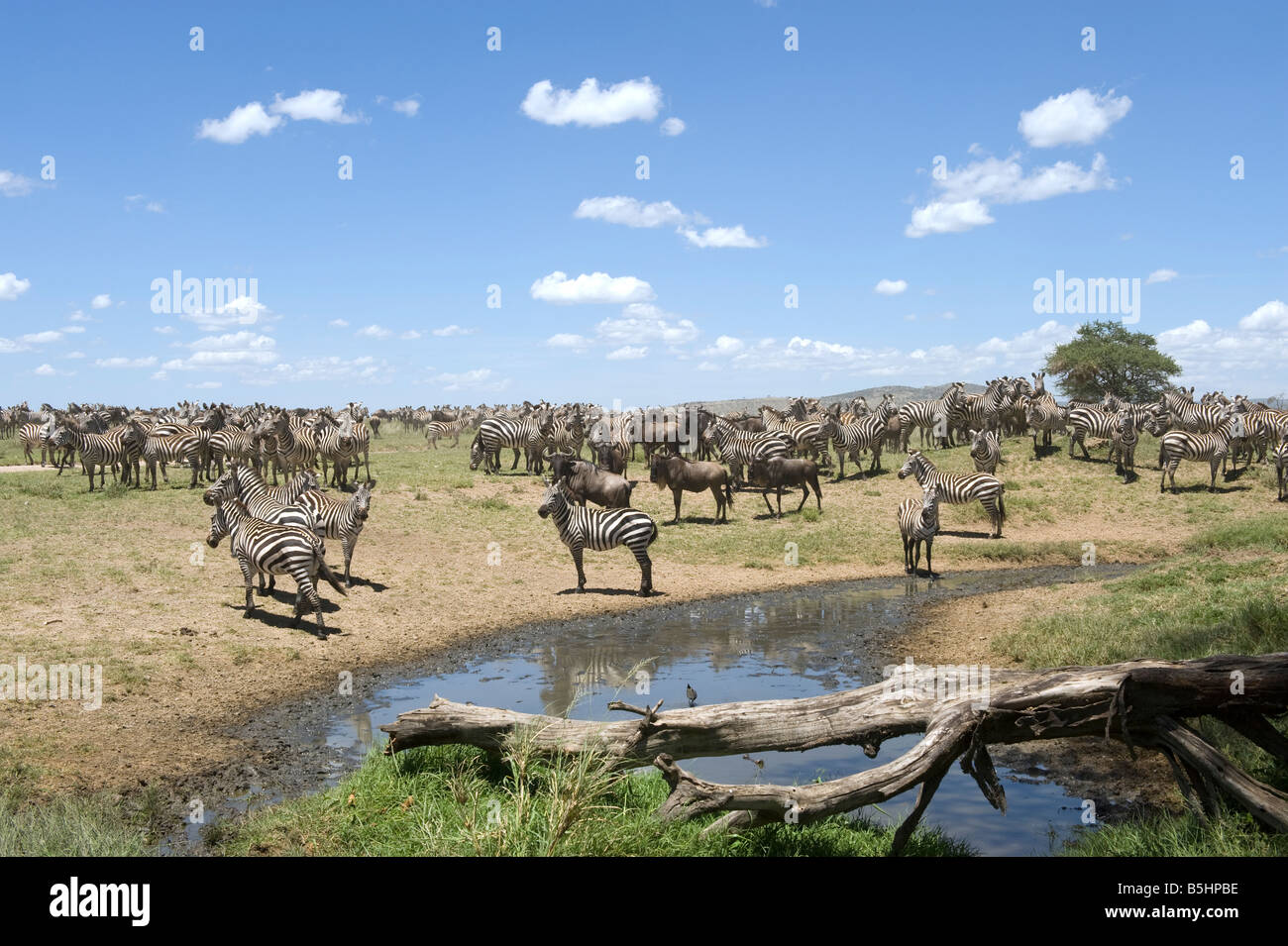 Zebras (Equus guagga) at a waterhole at Seronera in Serengeti Tanzania Stock Photo