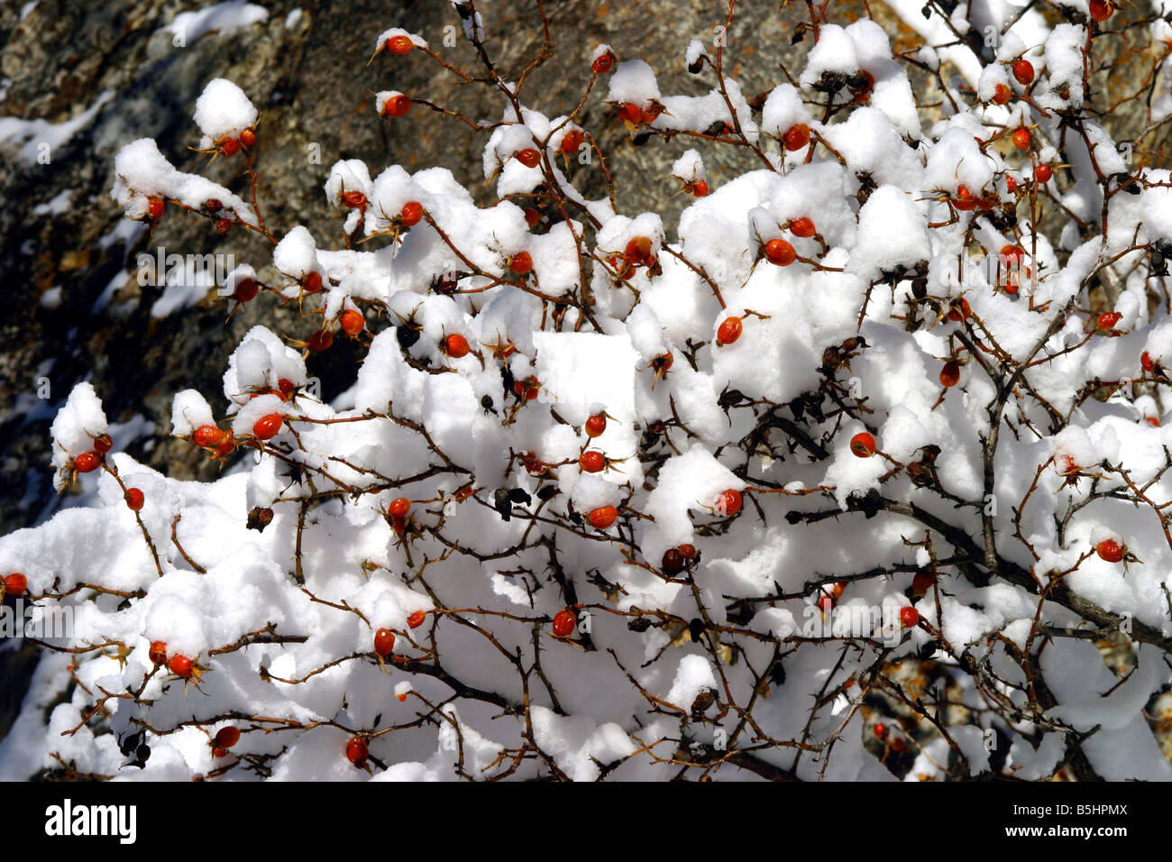 switzerland valais val d'anniviers st luc red berries after a heavy ...