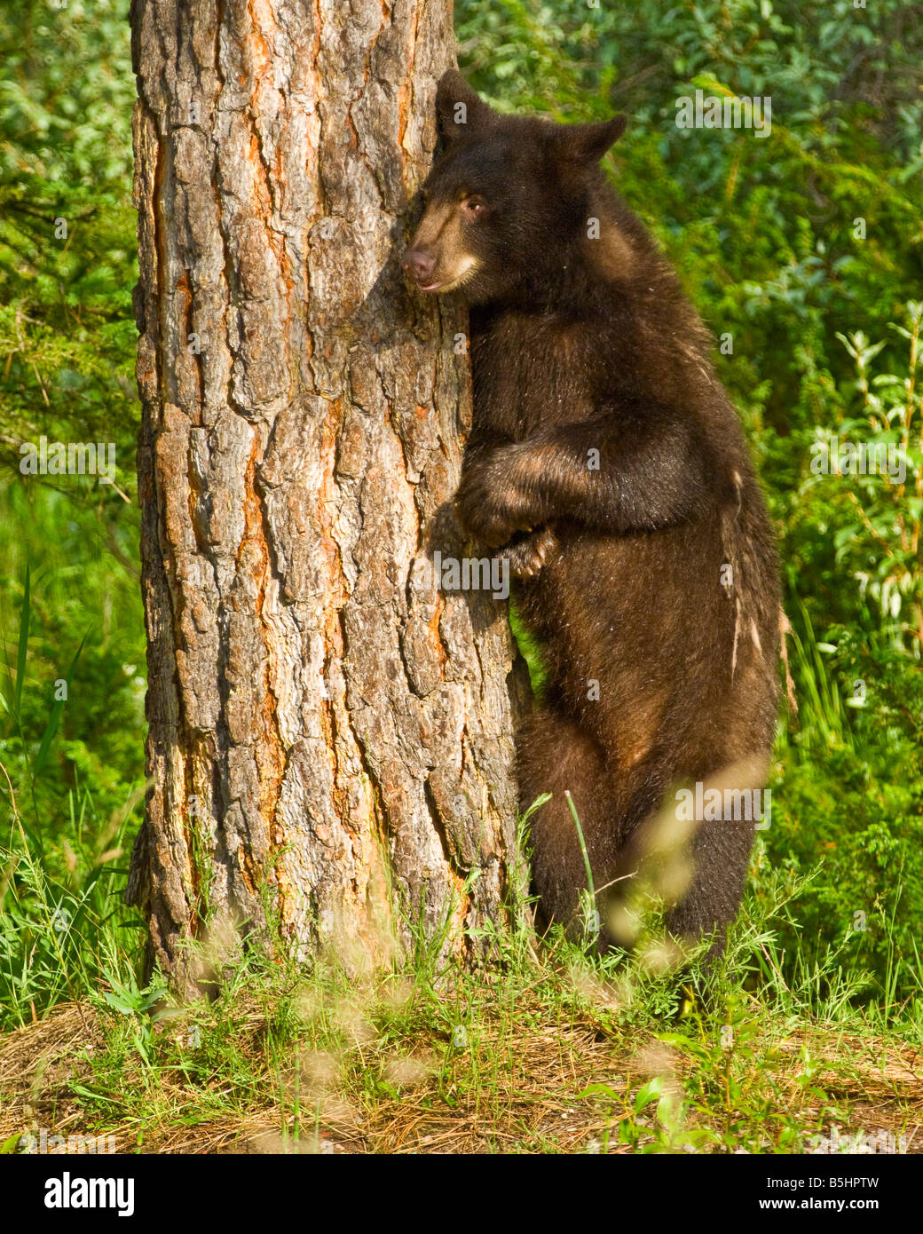 Cinnamon colored black bear leans against a tree, Montana controlled