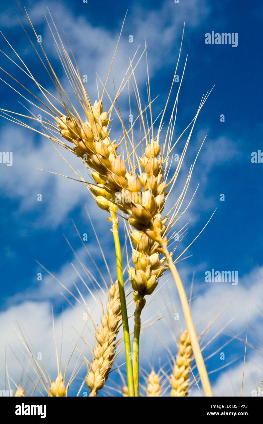Mature wheat heads against a partly cloudy blue sky in northwest Washington Stock Photo