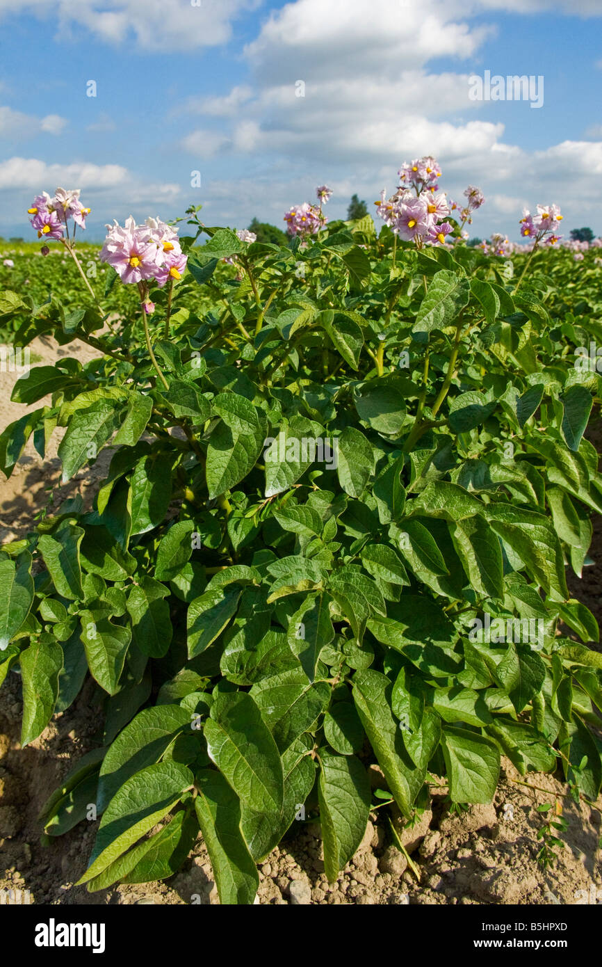 Red potato plants in blossom hires stock photography and images Alamy