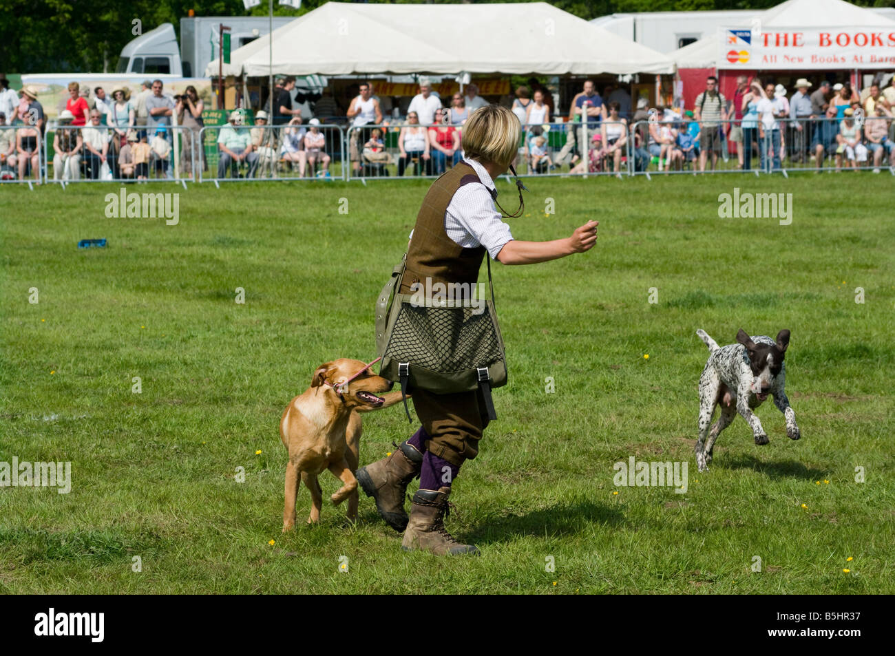 Gun Dog Handler with 2 Working Dogs Cowpie Rally Betchworth Surrey gundogs Stock Photo