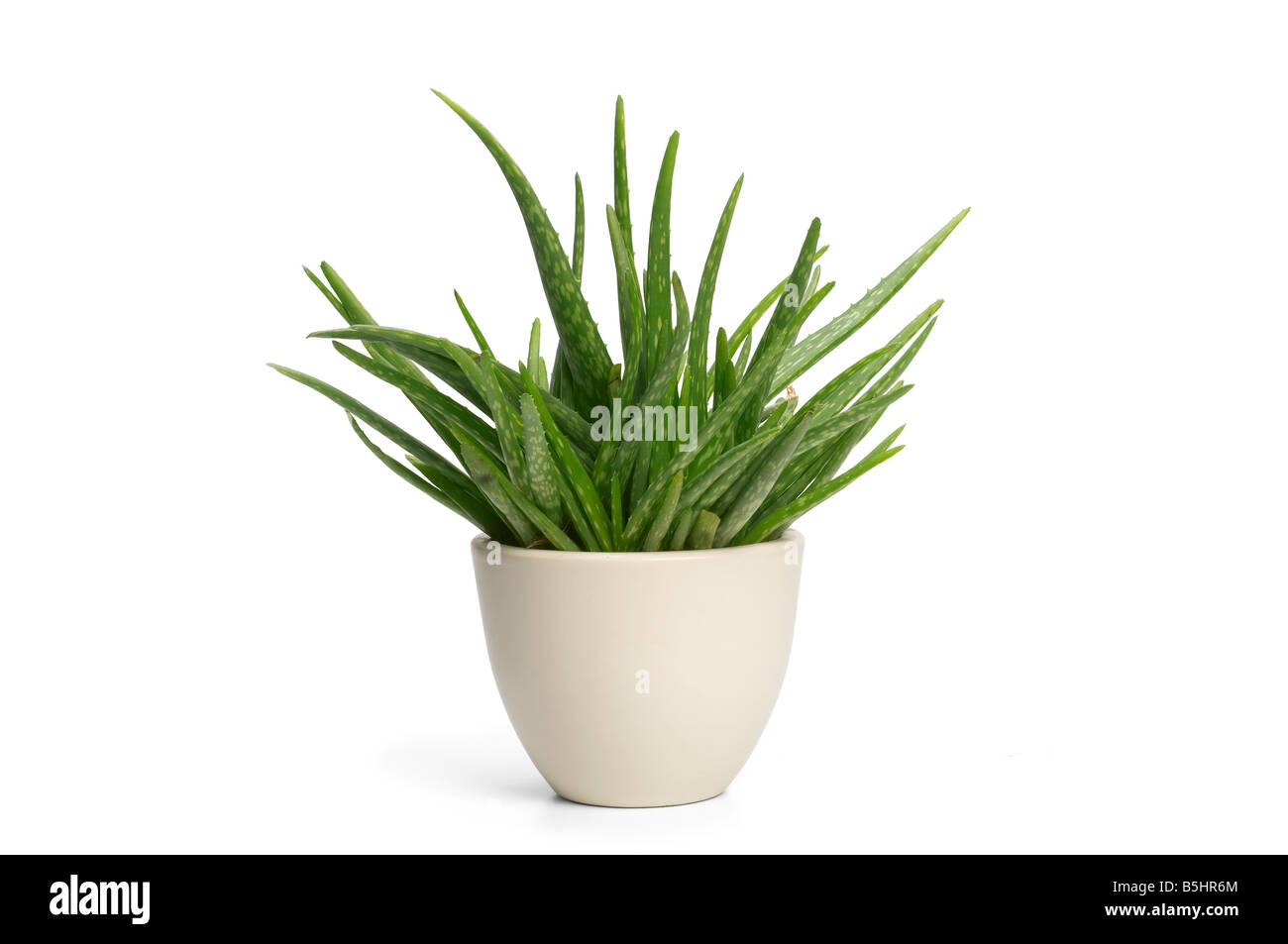 Aloe vera plant in pot Stock Photo