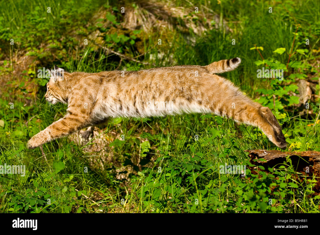 Bobcat leaping off a log in the woods - controlled conditions Stock Photo