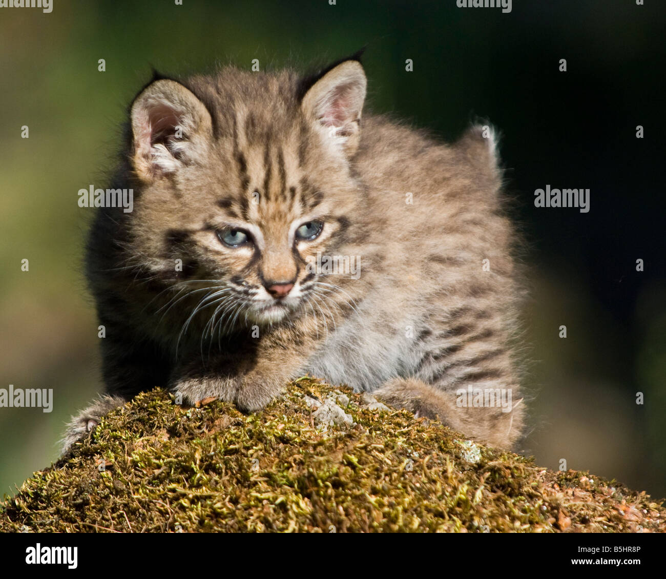 Bobcat kitten looking tough atop a moss covered rock - controlled conditions Stock Photo