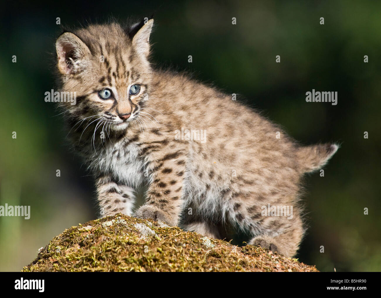 Bobcat kitten poses atop a moss covered rock- controlled conditions Stock Photo