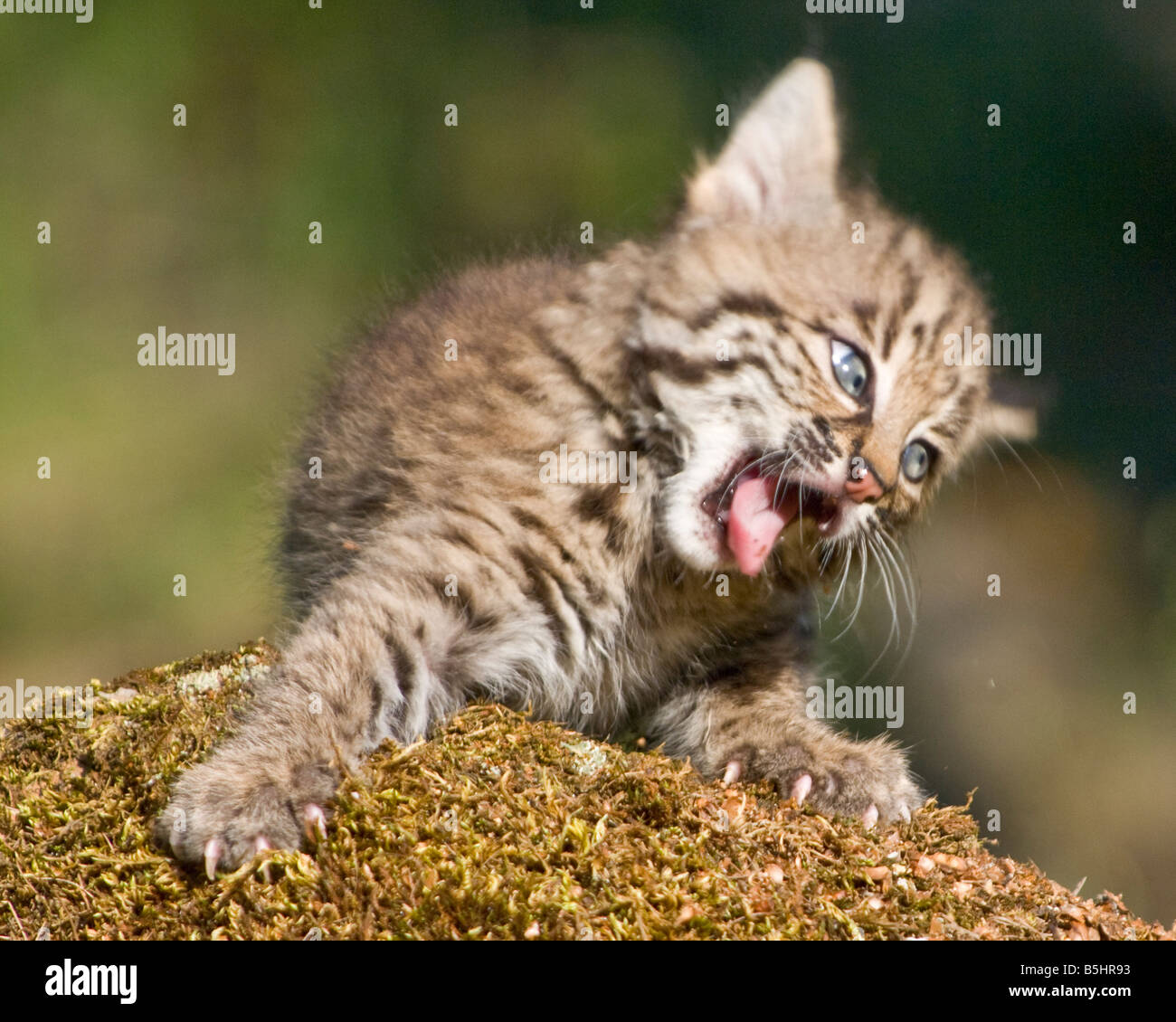 Bobcat kitten makes a funny face - controlled conditions Stock Photo