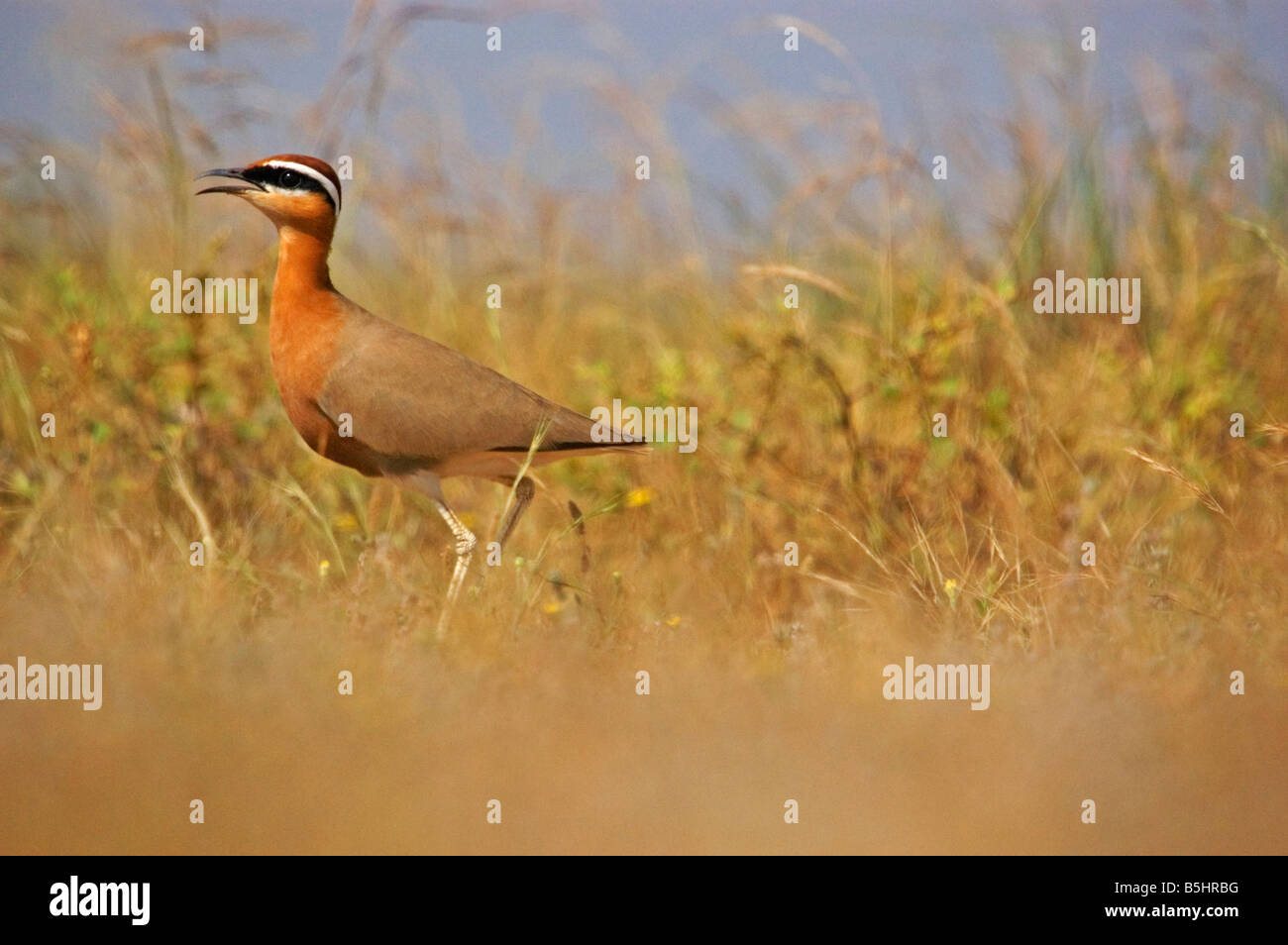 Indian courser Stock Photo