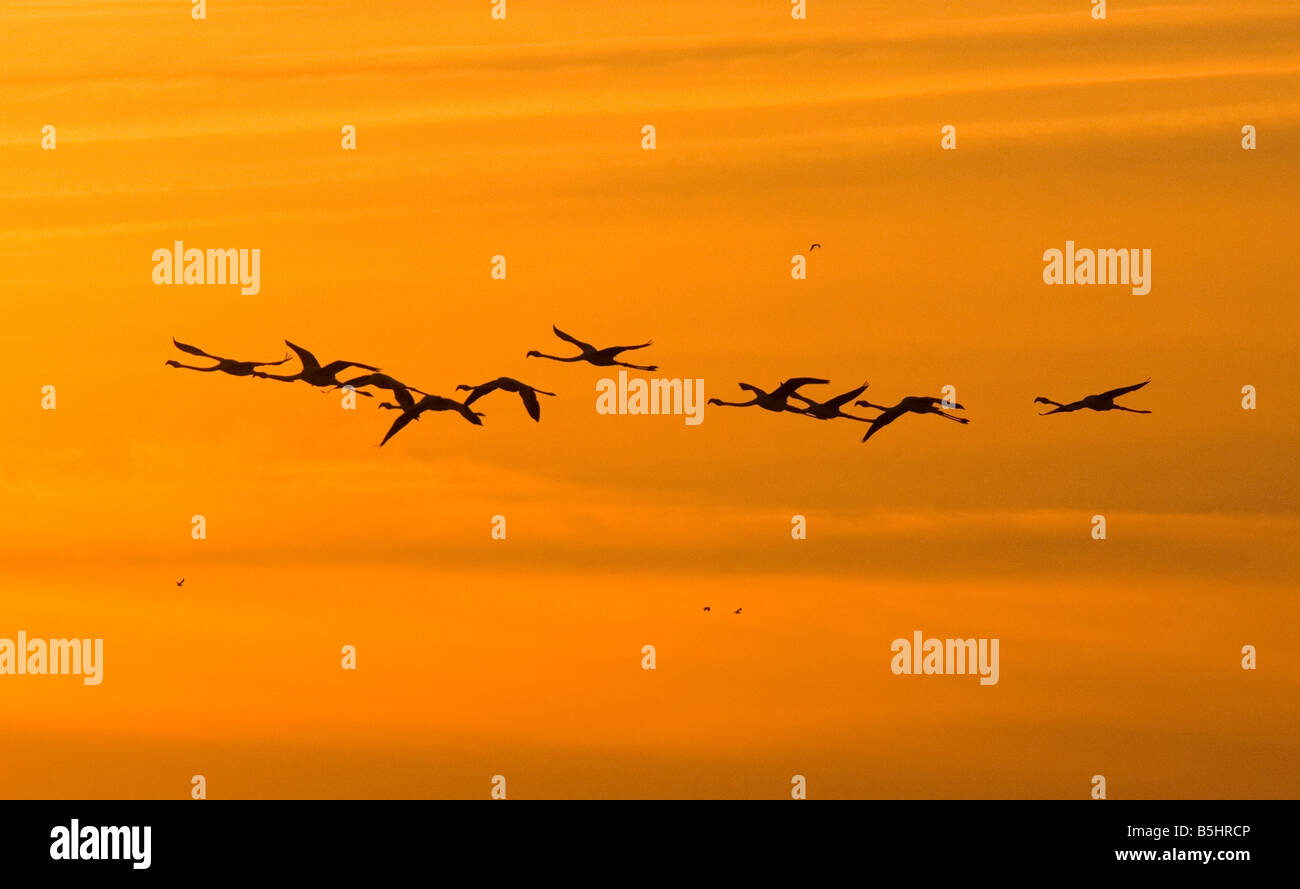 Greater Flamingoes at dawn Phoenicopterus ruber Camargue flock in flight Stock Photo