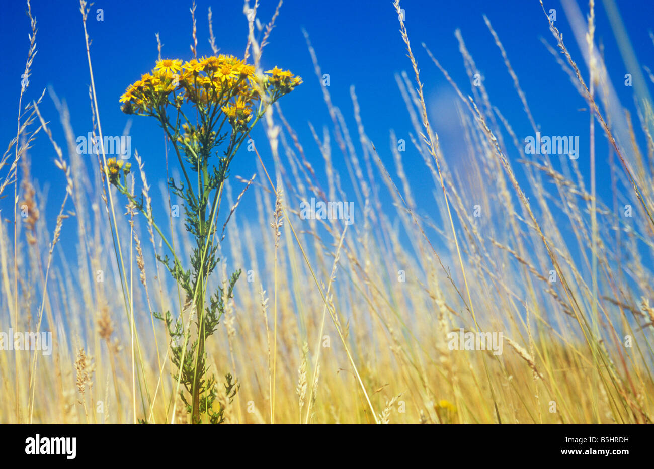 Close up at ground level of stem and yellow flowers of Common ragwort surrounded by dry Red fescue grass against blue sky Stock Photo