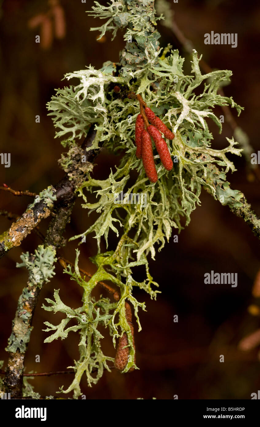 Young hazel catkins Corylus avellana pushing through lichen Evernia prunastri In the clean air of the Alps France Stock Photo