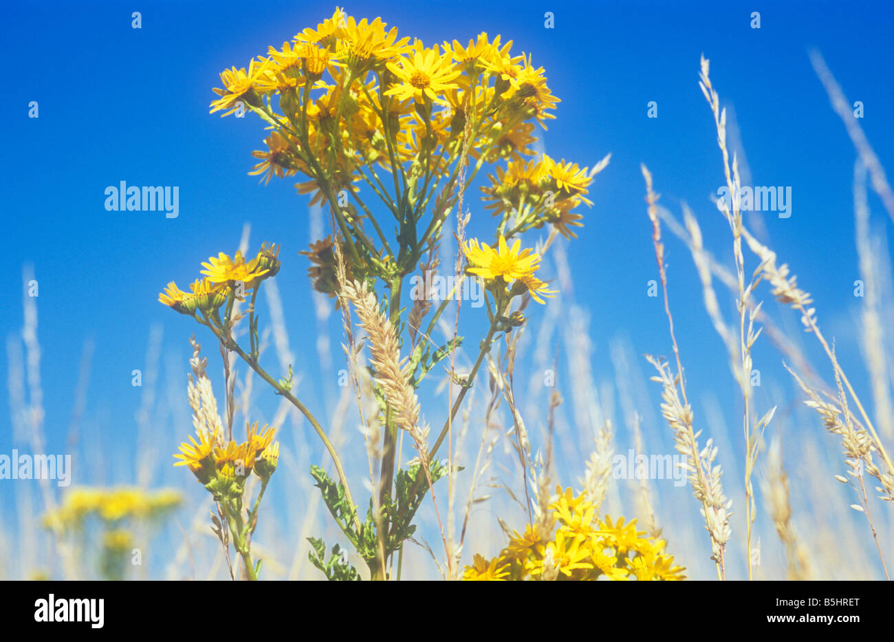 Close up at ground level of stem and yellow flowers of Common ragwort surrounded by dry Red fescue grass against blue sky Stock Photo