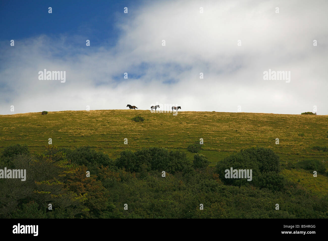 Three horses on the skyline above Lulworth Cove Dorset England UK Stock Photo
