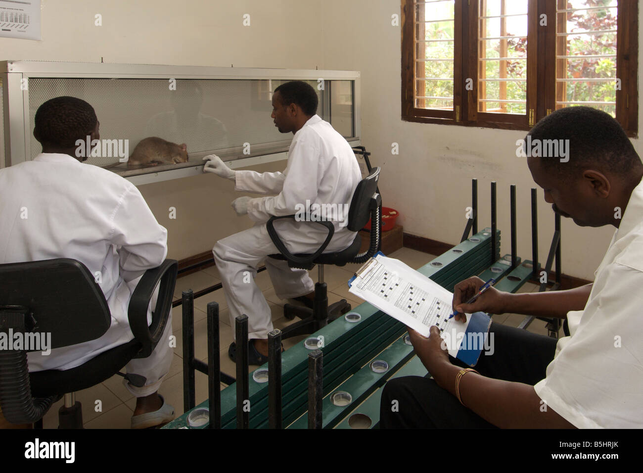 Lab technicians observing a trained rat being used by the APOPO organisation to detect TB in human sputum samples. Stock Photo