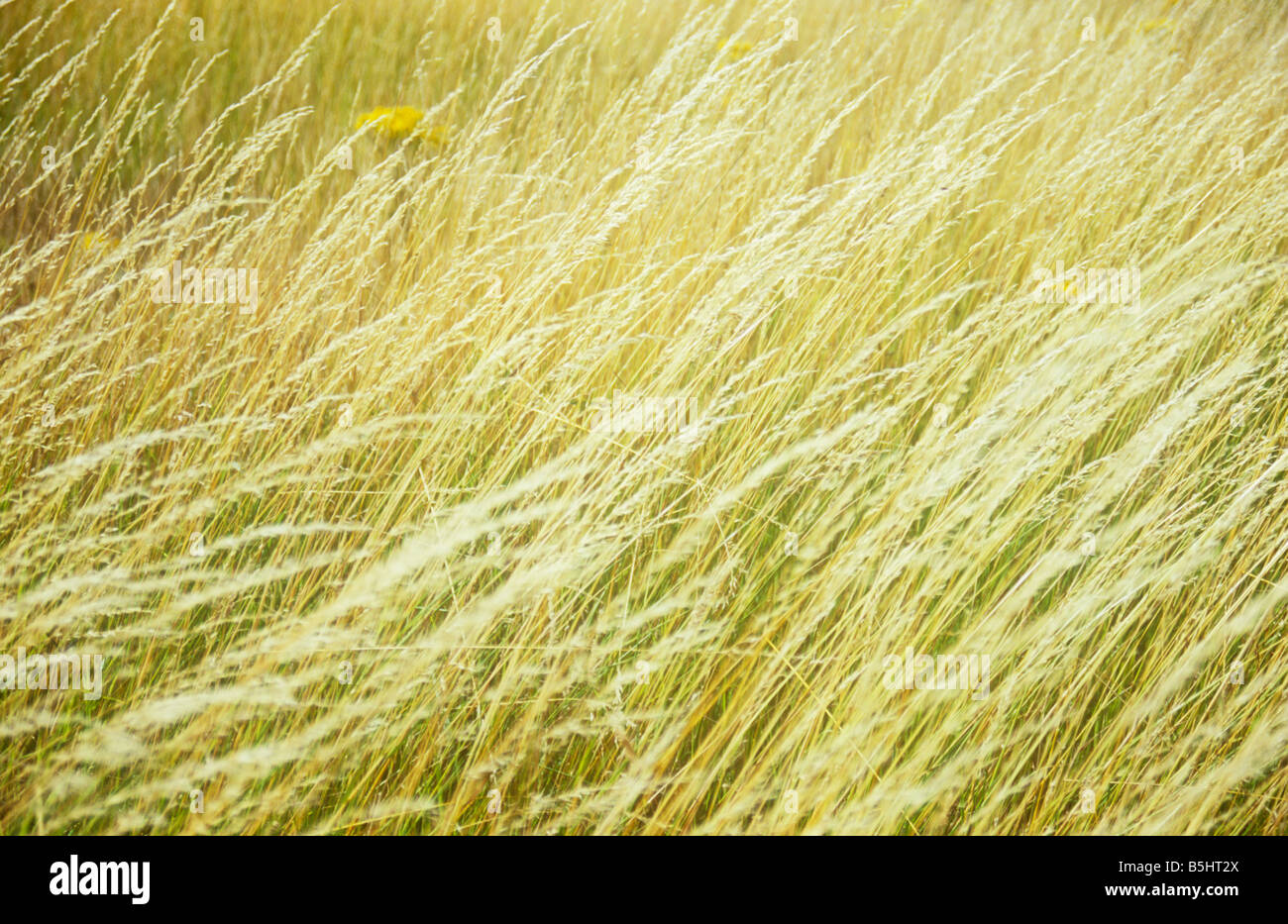 Part of meadow of dry golden Red fescue or Festuca rubra grass blowing in summer breeze Stock Photo