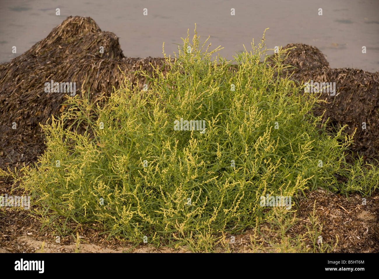 Grass leaved orache Atriplex littoralis widespread coastal plant Stock Photo