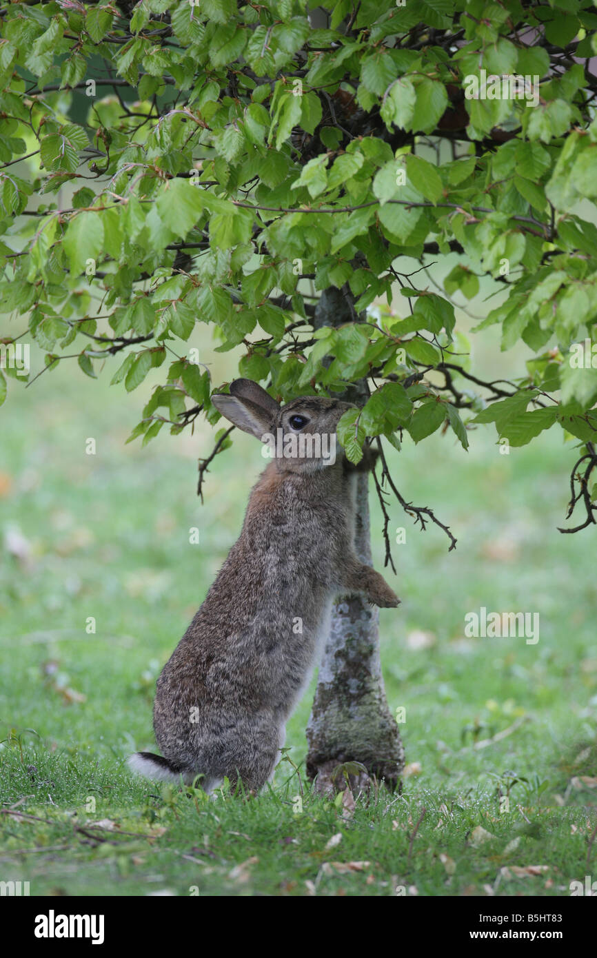RABBIT Oryctolagus cunniculis EATING YOUNG BEECH LEAVES Stock Photo