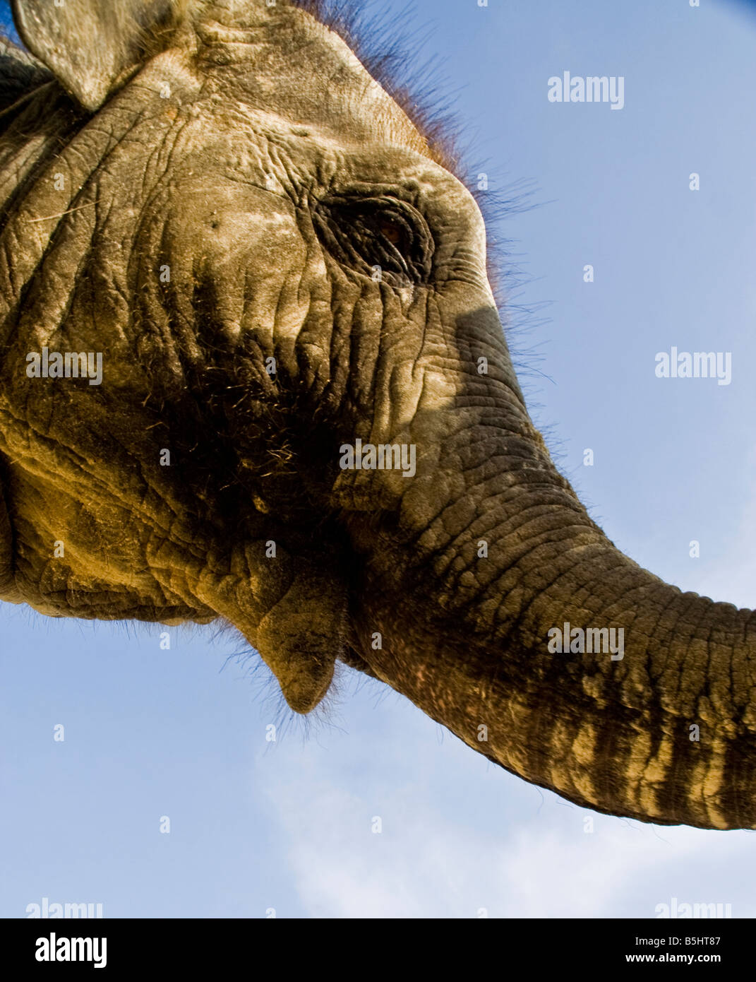 Trunk Head Young elephant head and trunk Stock Photo - Alamy