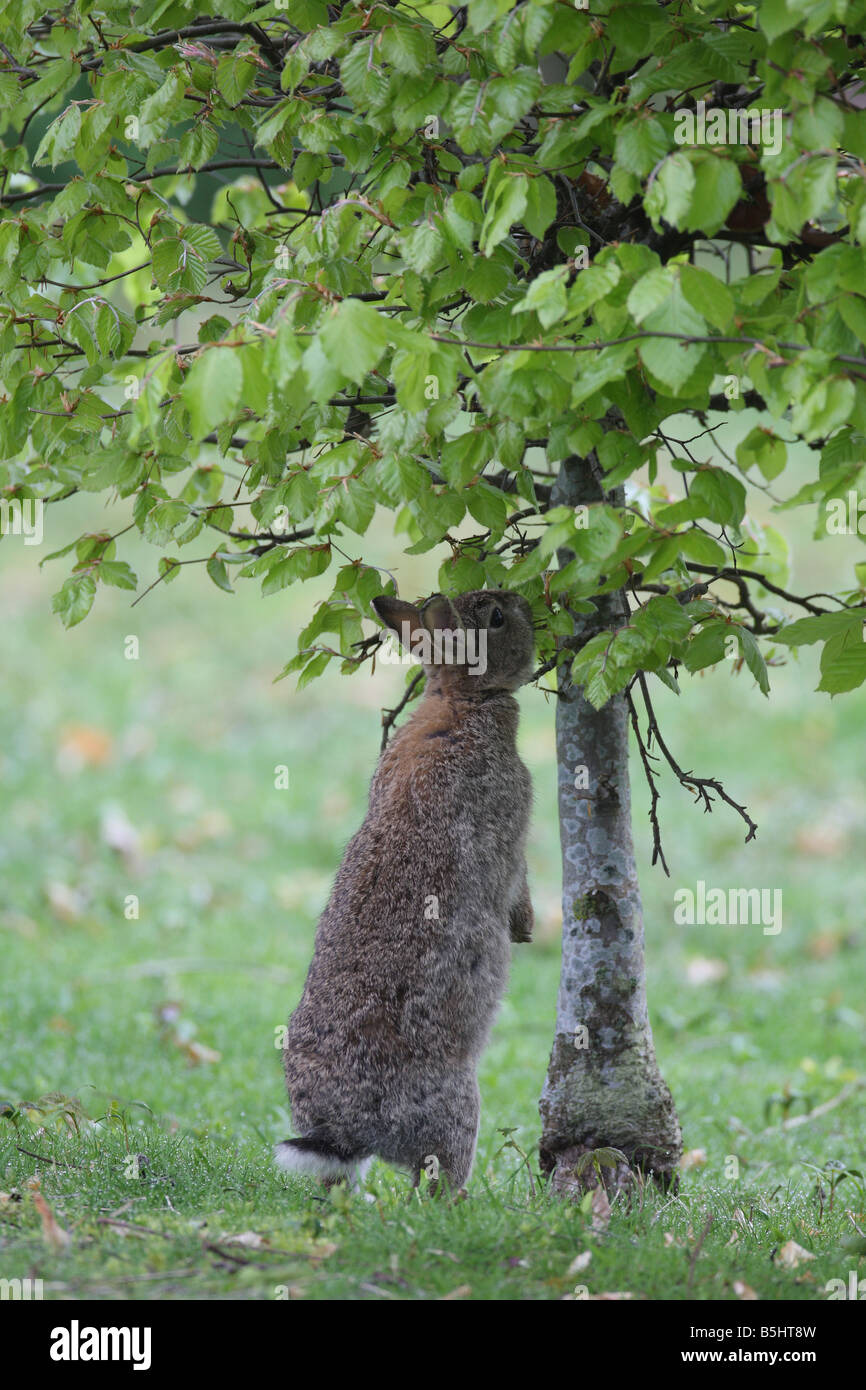 RABBIT Oryctolagus cunniculis EATING YOUNG BEECH LEAVES Stock Photo Alamy