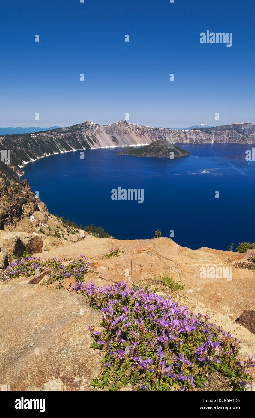 Penstemon wildflowers Crater Lake and Wizard Island from Garfield Peak Trail Crater Lake National Park Oregon Stock Photo