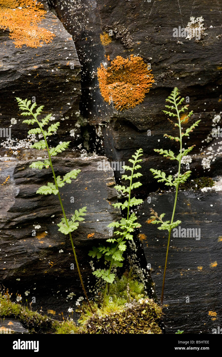 A bladder fern Cystopteris montana Sweden Stock Photo