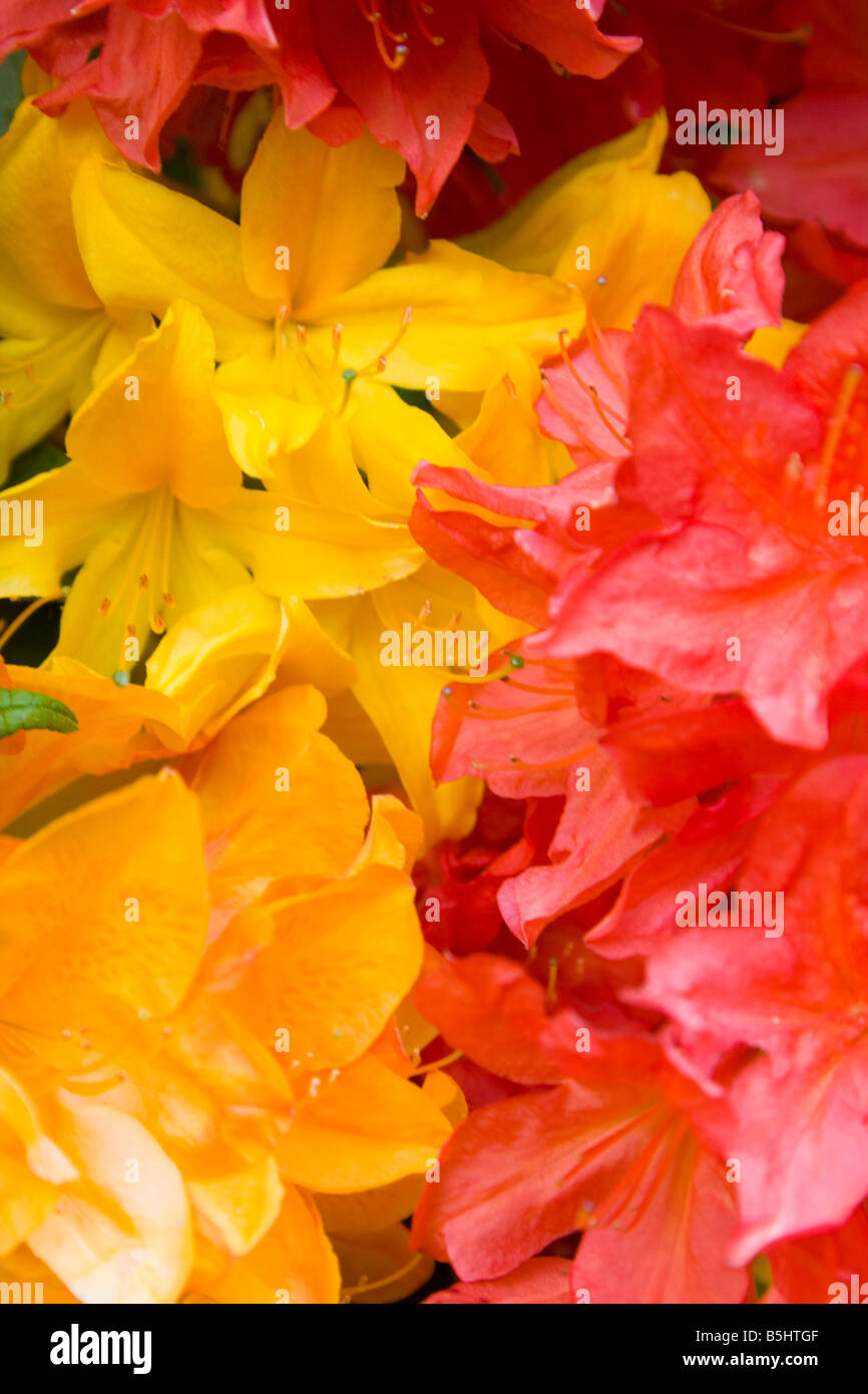 Red and Yellow rhodidendrum flowers Stock Photo