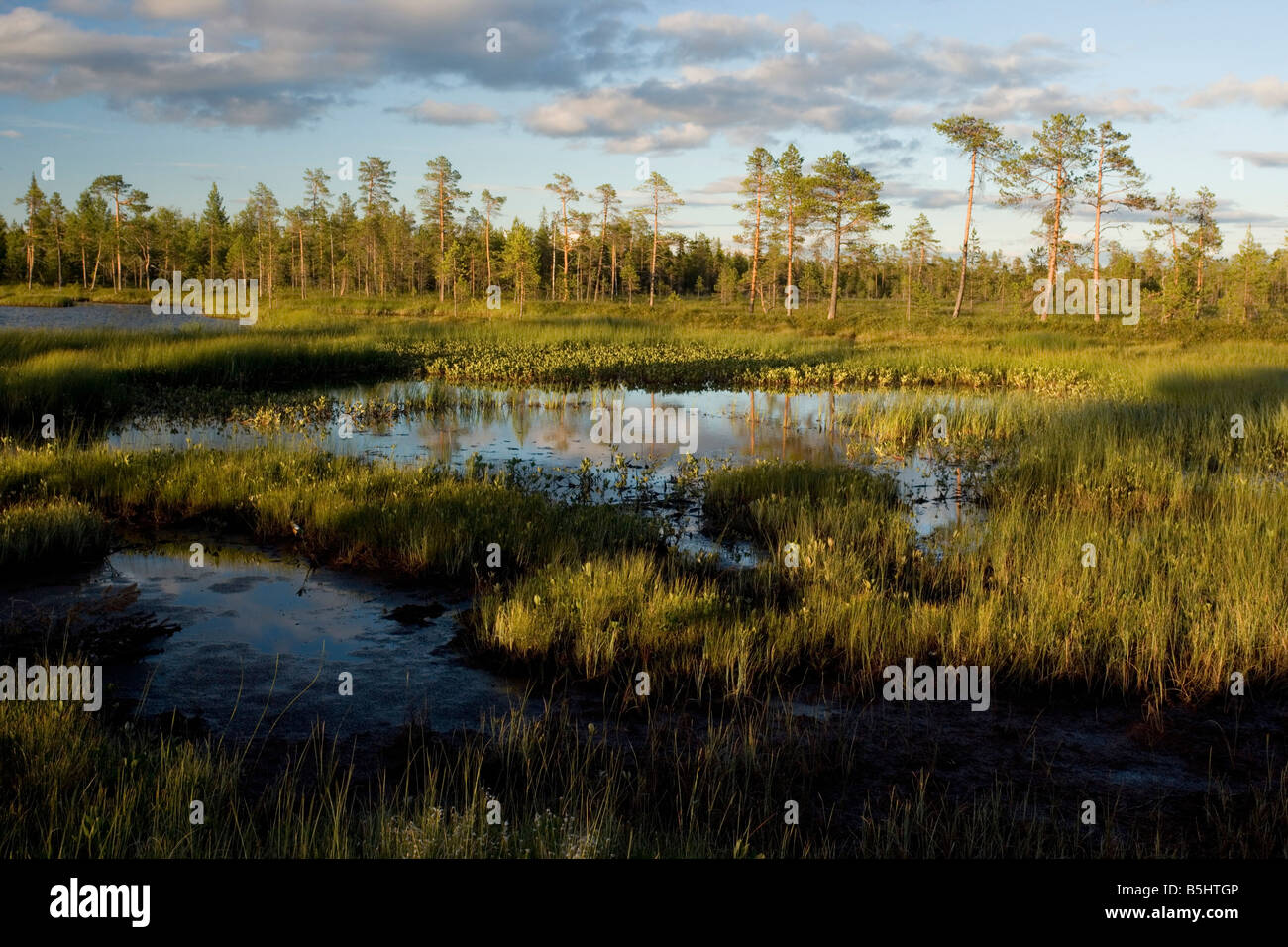 Arctic landscape bog lake and coniferous woodland near Muddus National Park Sweden Stock Photo