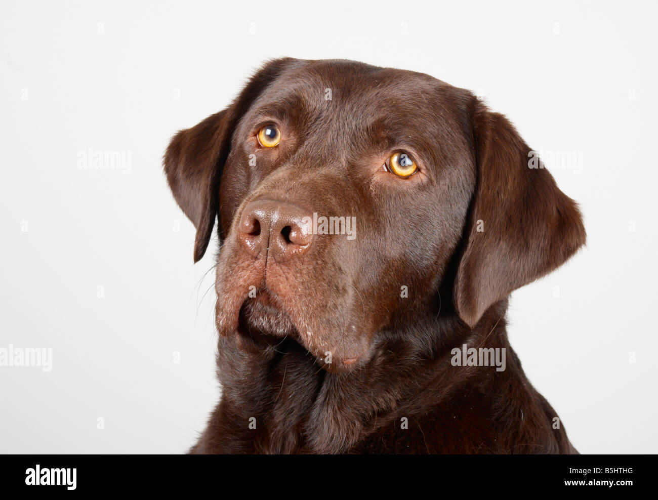 are yellow labrador shiny coat