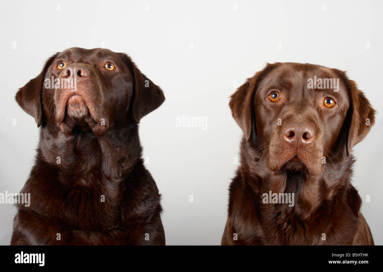 long haired chocolate labrador