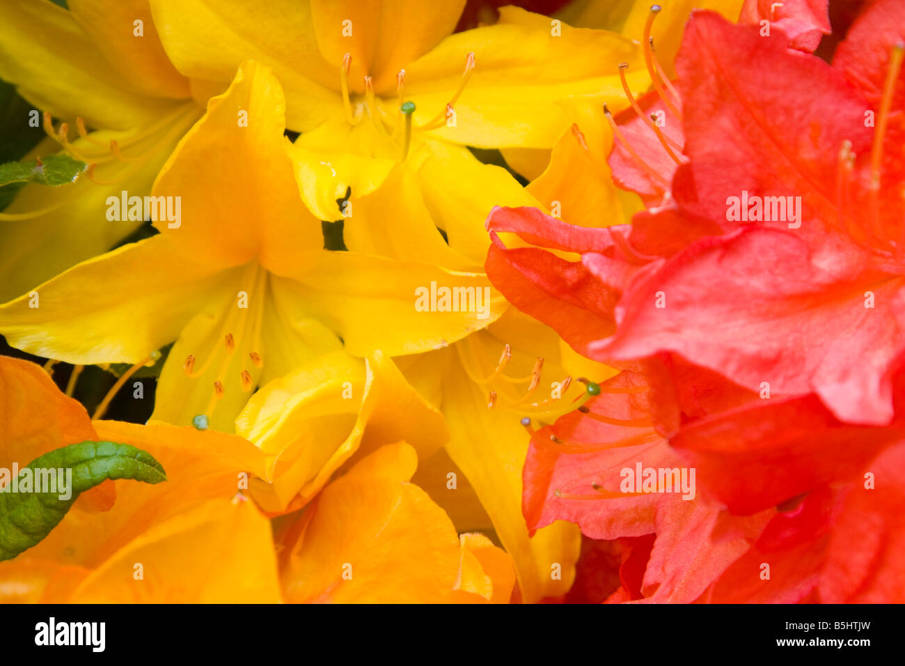 Red and Yellow rhodidendrum flowers Stock Photo