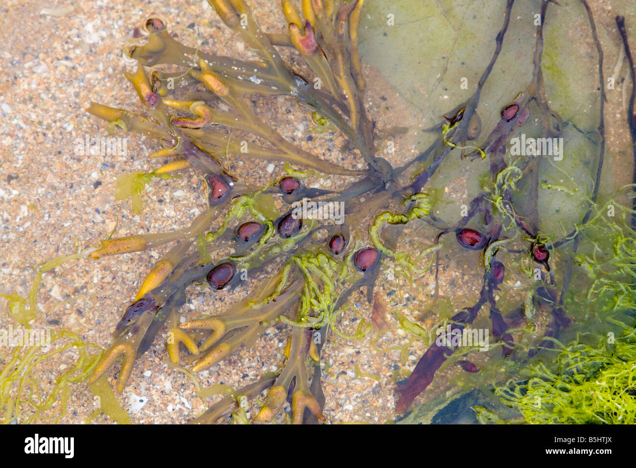 Close up of seaweed on beach Stock Photo
