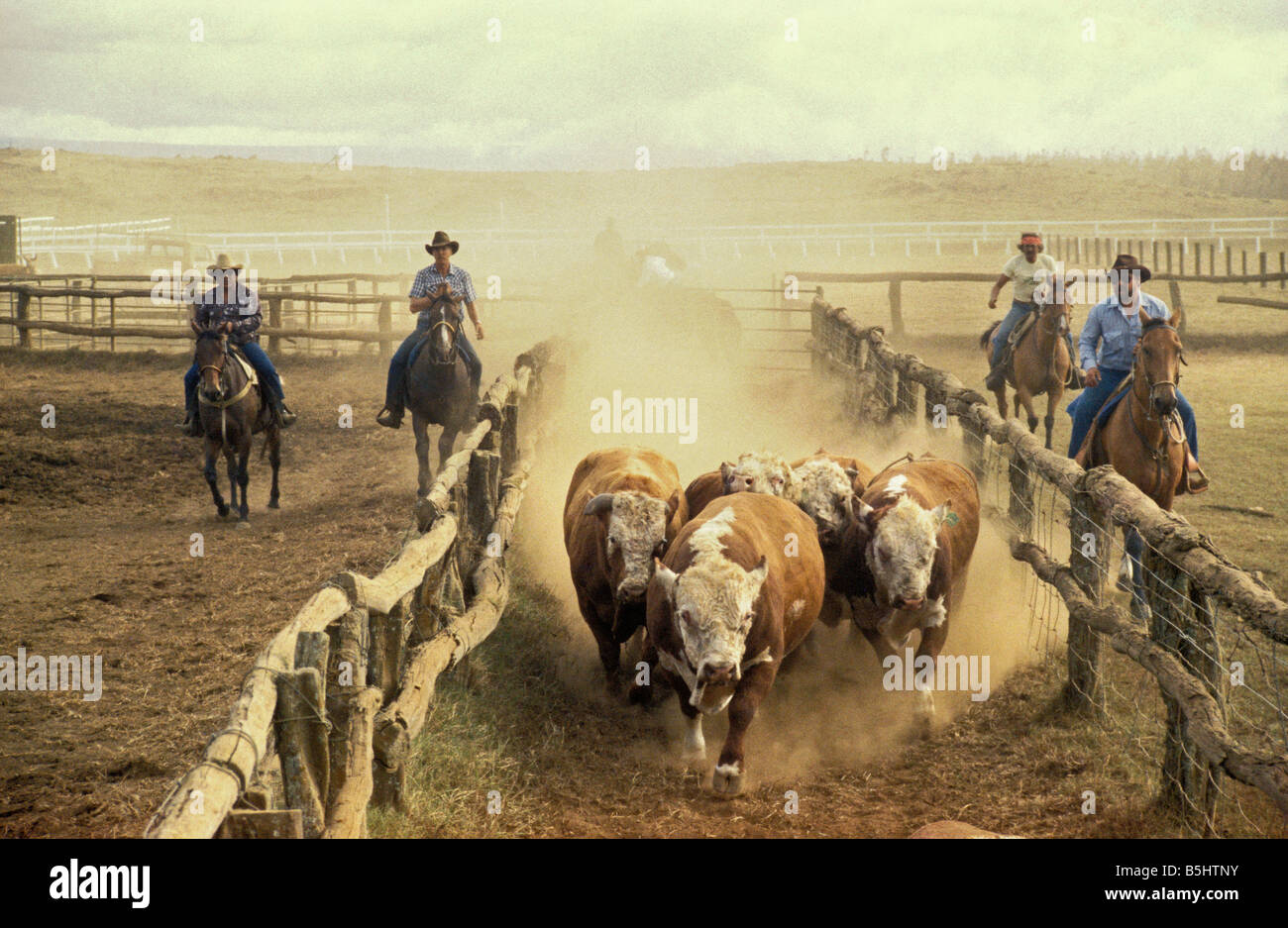 Paniolos or Hawaiian cowboys herding cattle into corral for Parker Ranch roundup Waimea Island of Hawaii Stock Photo