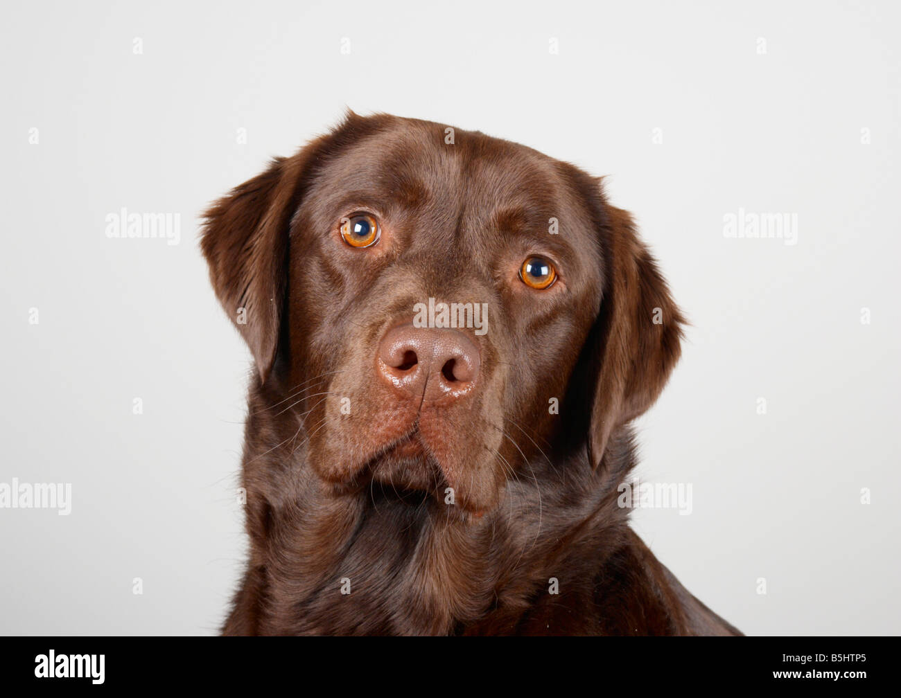 Smooth Haired Chocolate Labrador Retriever Stock Photo 20676269