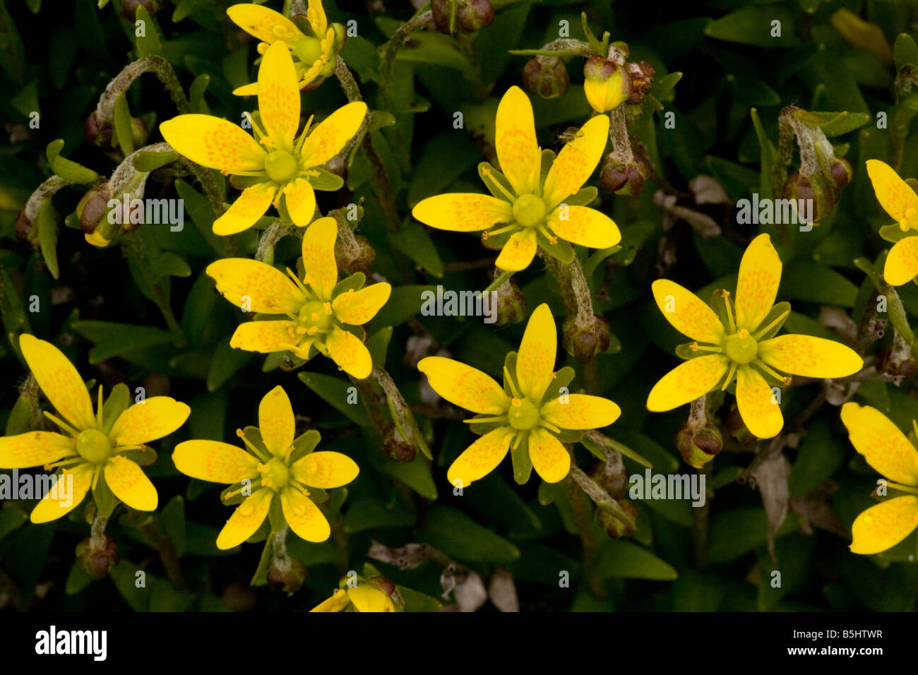 Marsh saxifrage Saxifraga hirculus Beautiful but rare saxifrage Also sometimes grown in gardens Very rare in UK Stock Photo