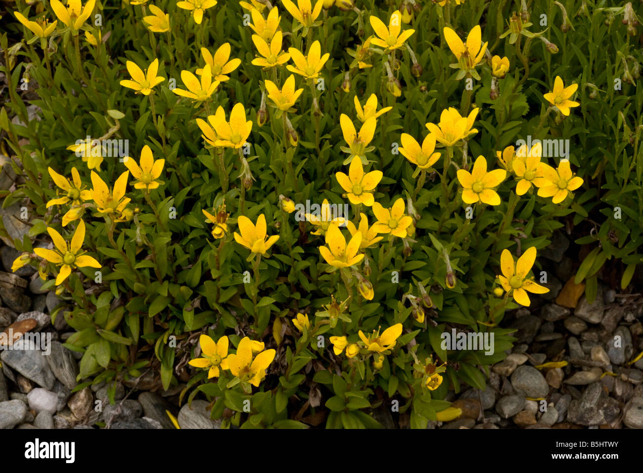 Marsh saxifrage Saxifraga hirculus Beautiful but rare saxifrage Also sometimes grown in gardens Stock Photo