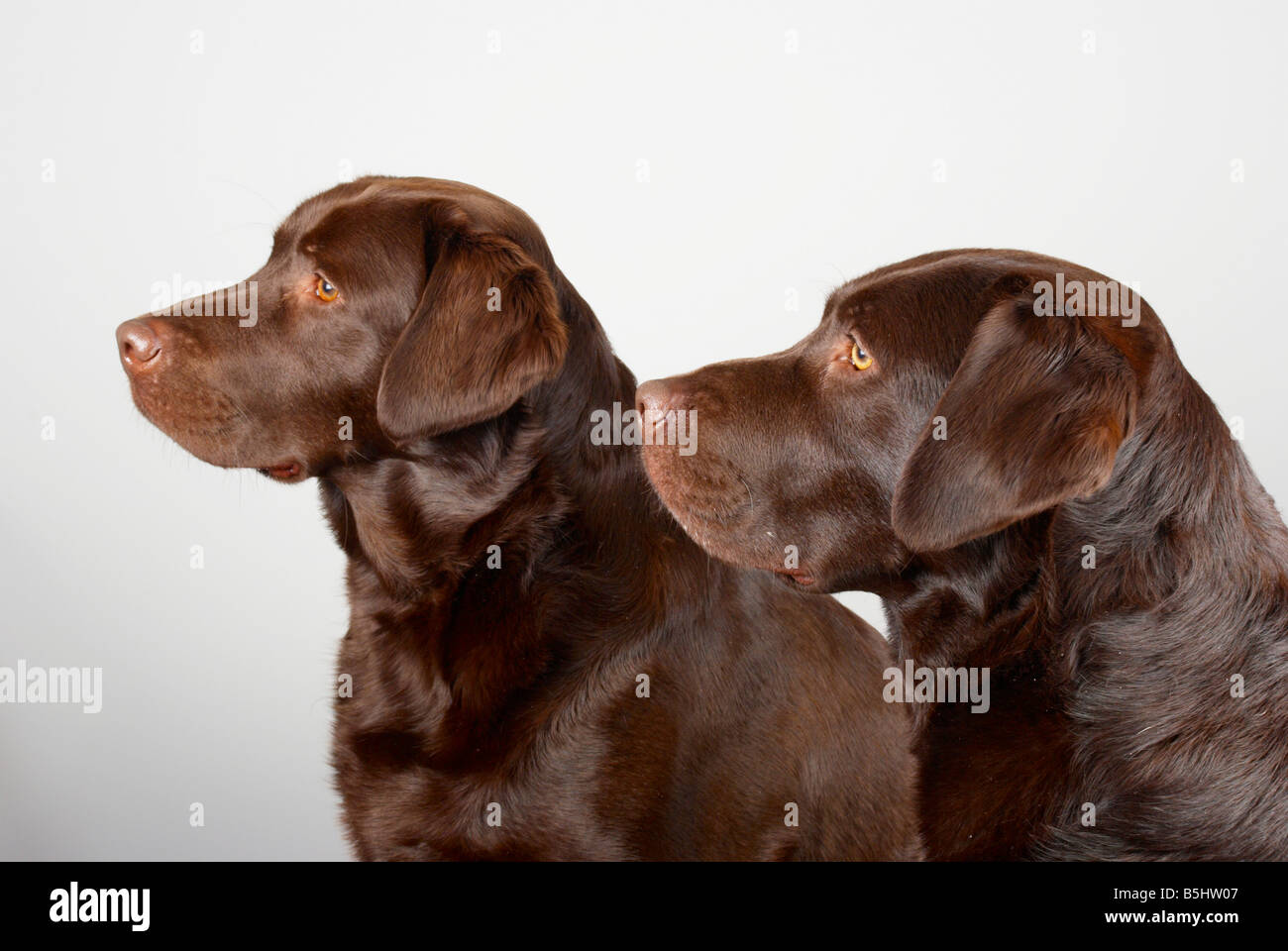 smooth haired chocolate labrador retrievers Stock Photo Alamy