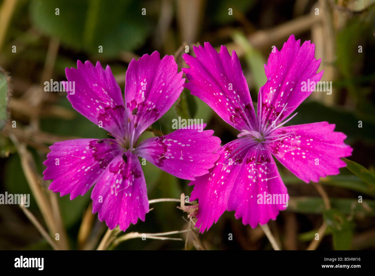 Maiden pink Dianthus deltoides France Stock Photo