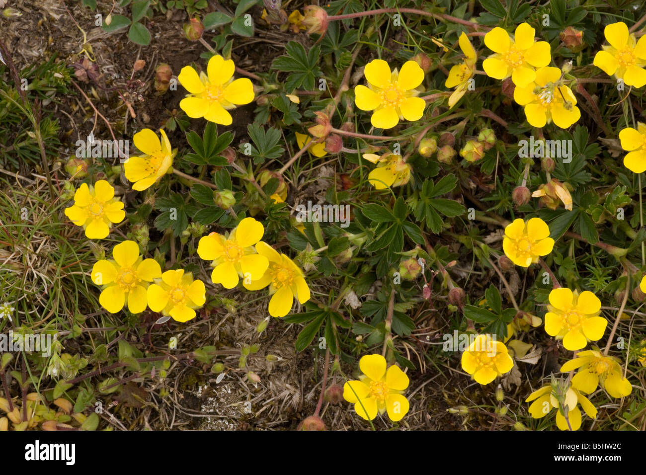Spring cinquefoil Potentilla neumanniana P tabernaemontani Rare in UK Stock Photo