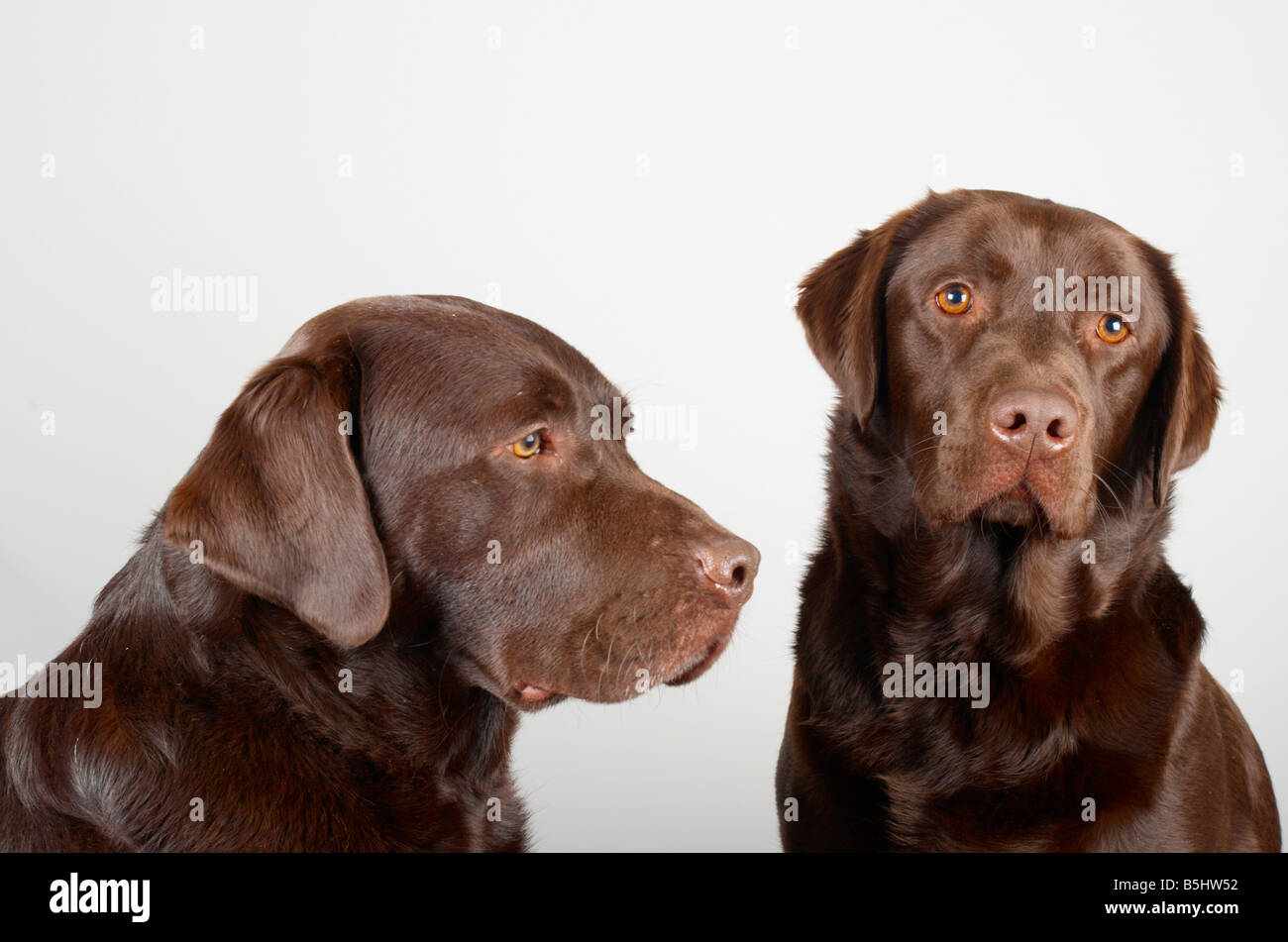 smooth haired chocolate labrador retrievers Stock Photo Alamy