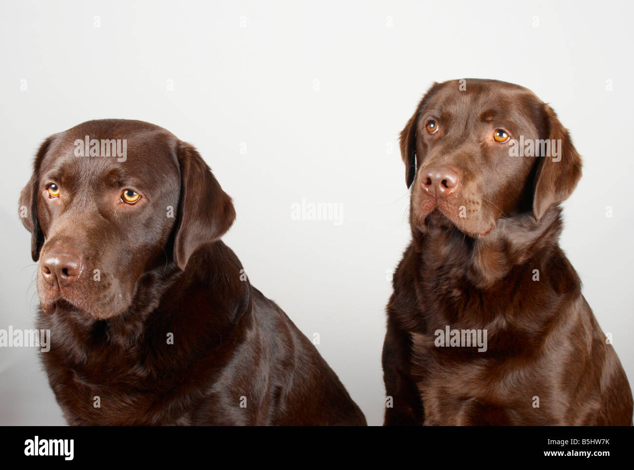 smooth haired chocolate labrador retrievers Stock Photo - Alamy