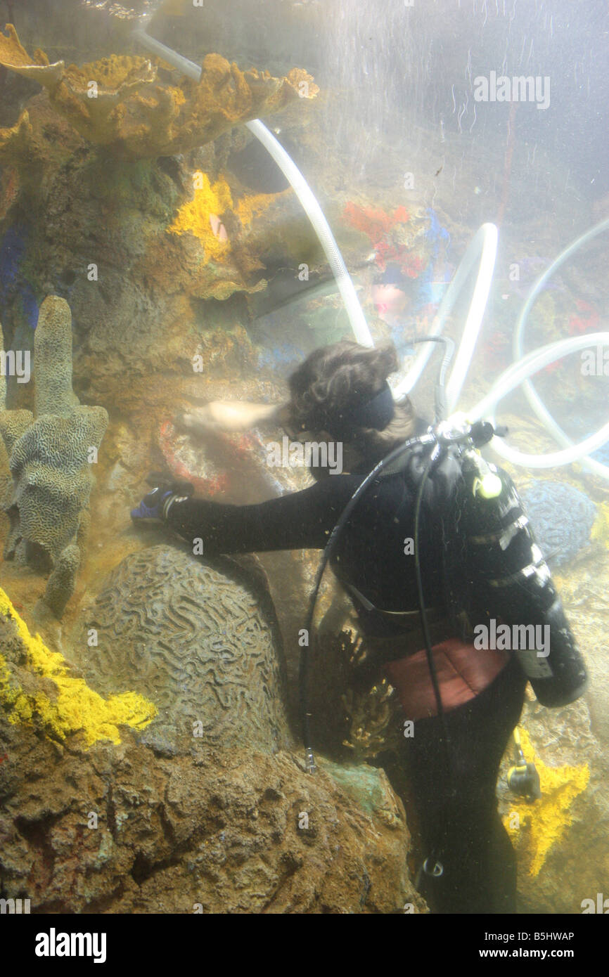 Diver cleaning a giant marine aquarium tank - Indianapolis Zoo Stock Photo