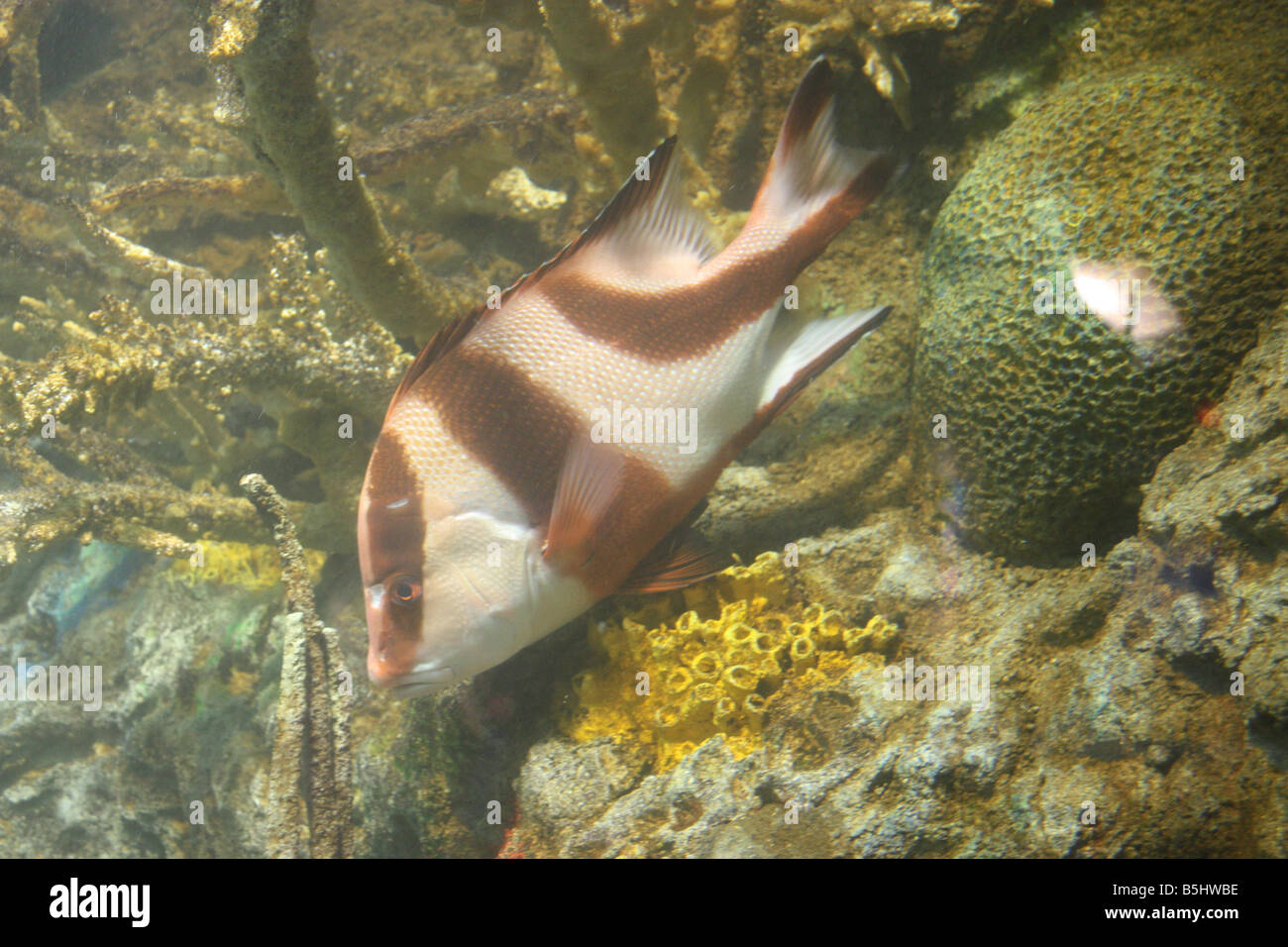 Fish- Emperor Snapper, also known as the Sebae Snapper- Lutjanus sebae Stock Photo