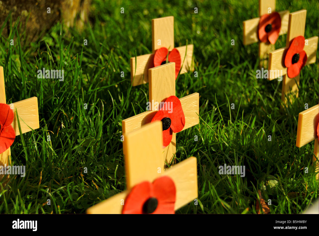Crosses and Poppies on Armistice Day / Rememberance Sunday. Stock Photo