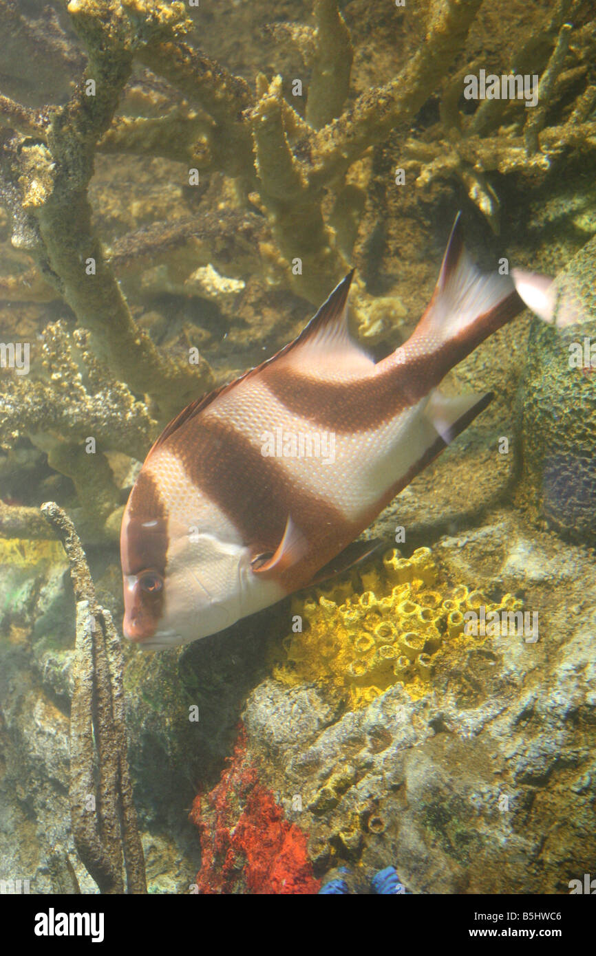 Fish- Emperor Snapper, also known as the Sebae Snapper- Lutjanus sebae Stock Photo
