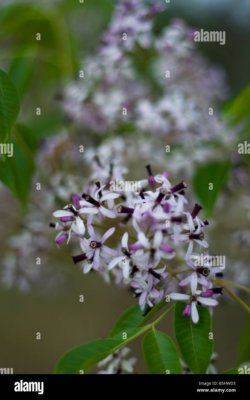 Australian white cedar flowers Melia azedarach Stock Photo Alamy