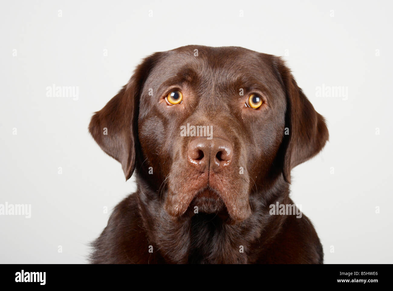 long haired chocolate lab