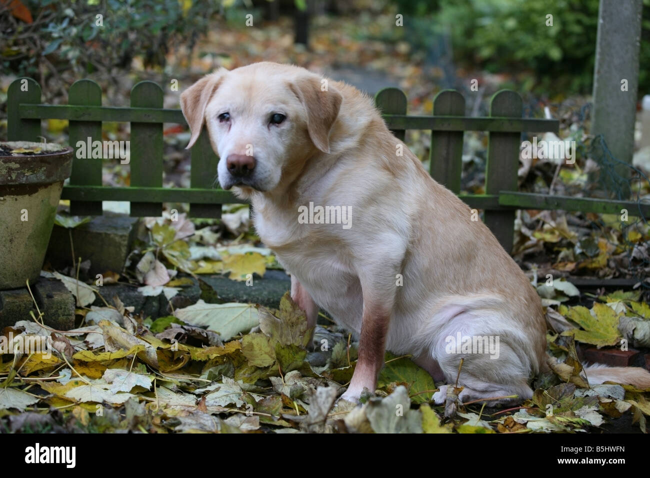 Fourteen Year Old Labrador Retriever Sitting In A English Garden During Autumn Stock Photo Alamy
