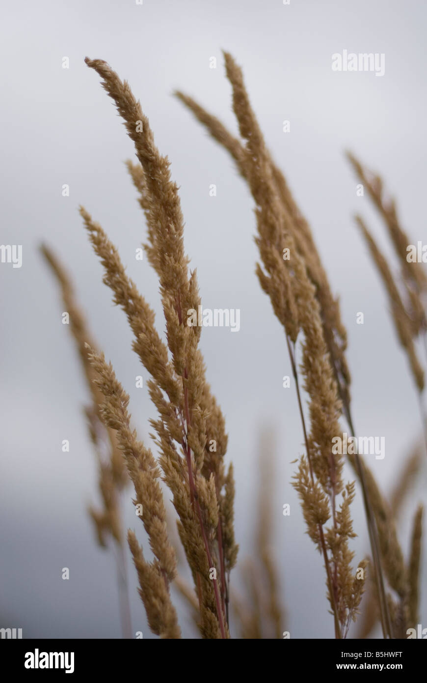 wild grass seed heads Stock Photo Alamy