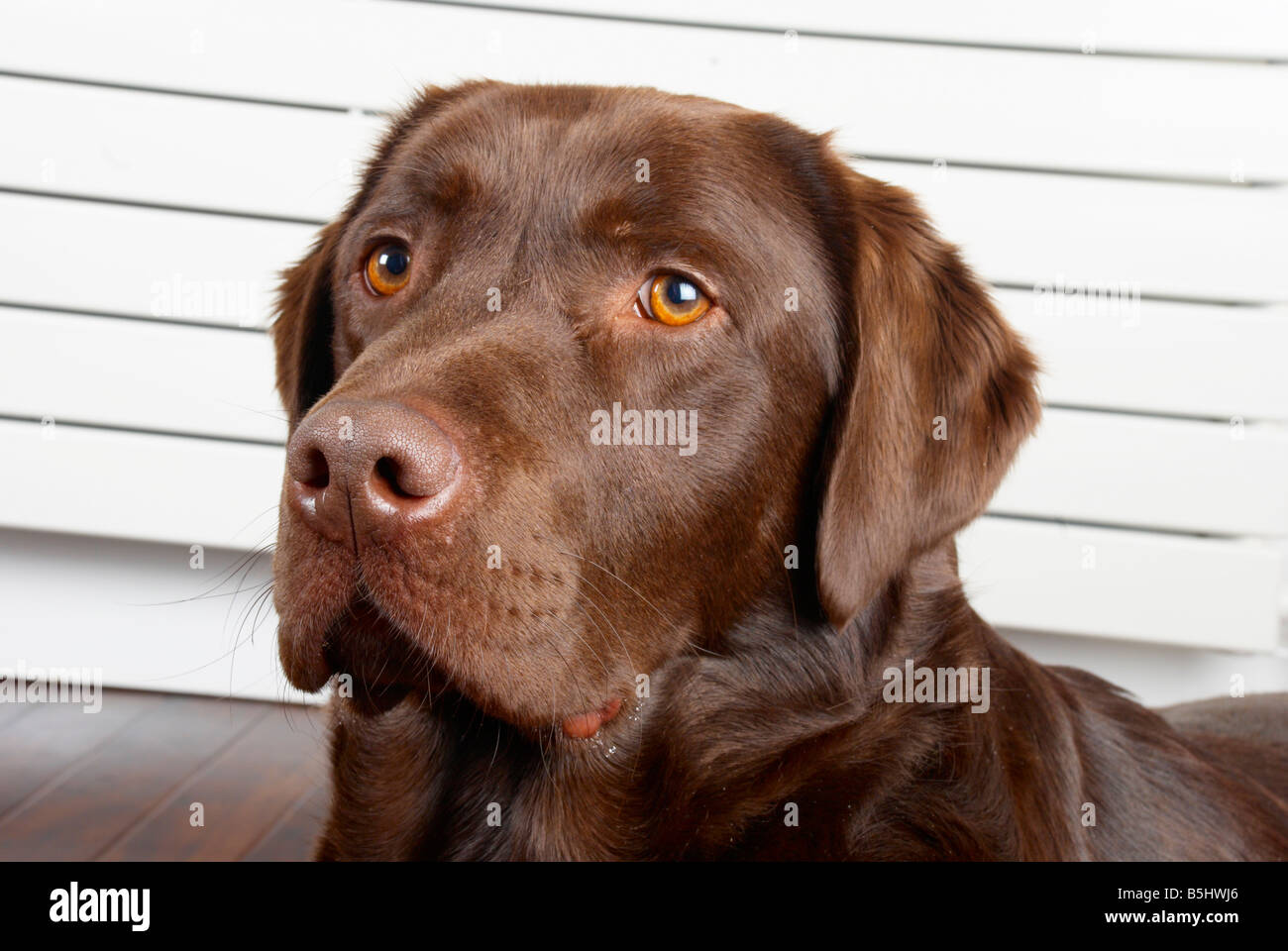 Smooth Haired Male Chocolate Labrador Retriever Sat In Front Of