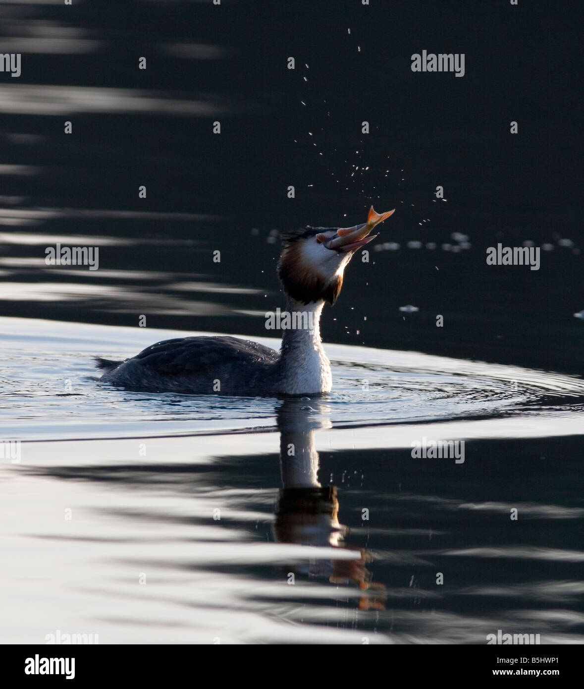 Great-crested Grebe - Podiceps cristatus swallowing fish Stock Photo